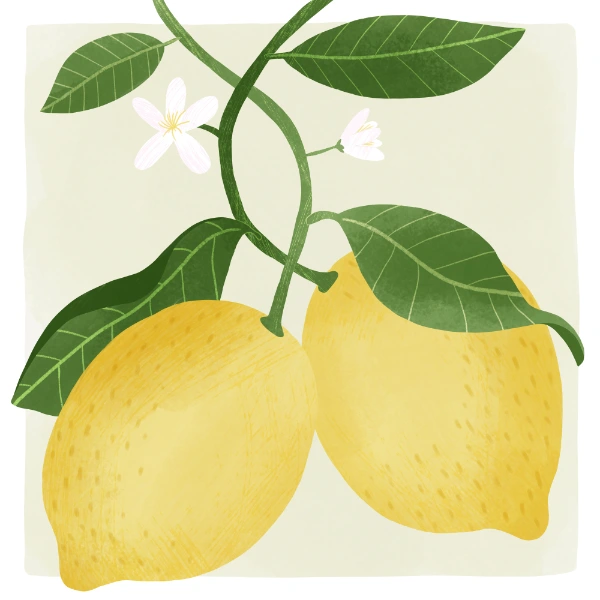 Illustrazione botanica di due limoni con foglie intrecciate e fiori bianchi, su fondo neutro.