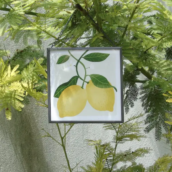 Illustrazione botanica di due limoni con foglie e fiori bianchi, incorniciata in vetro e appesa a un albero di mimosa.